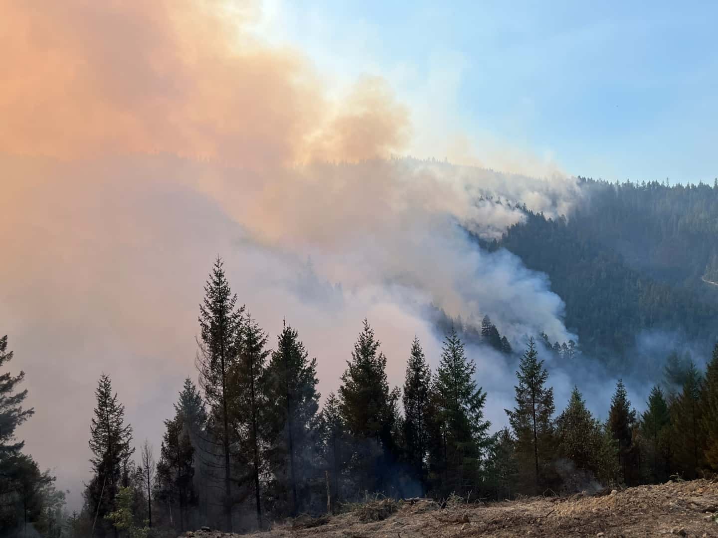Wildfire smoke rising through a forested hillside with dense pine trees in the foreground and active fire and haze in the background.