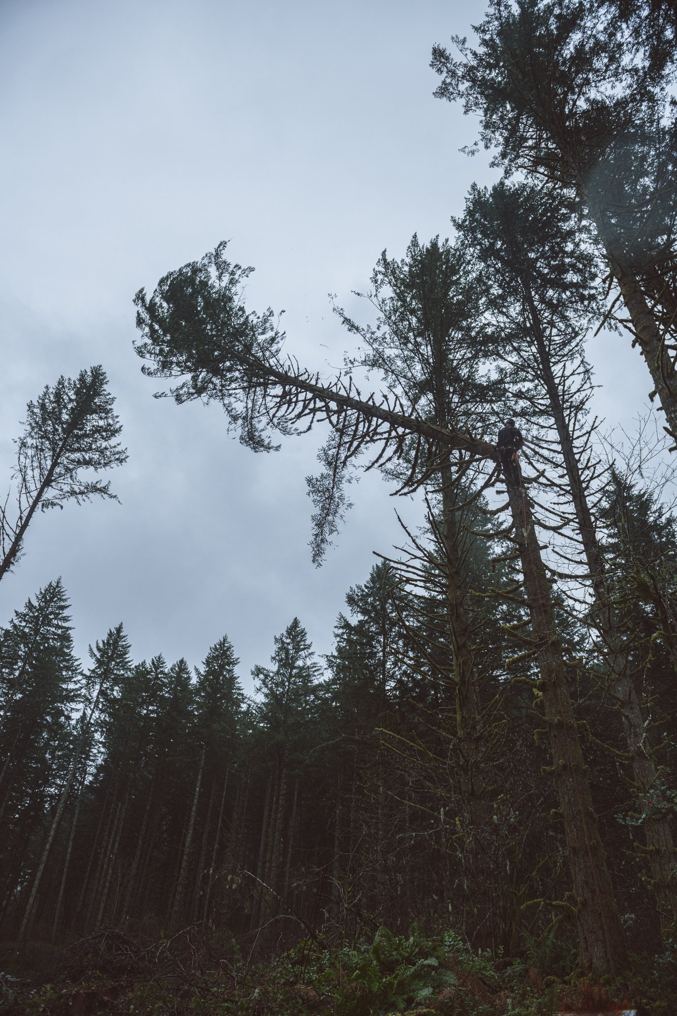 ISA Certified arborist high in a tall conifer performing a controlled tree removal in a dense Pacific Northwest forest, with surrounding evergreens and overcast sky visible from the forest floor.