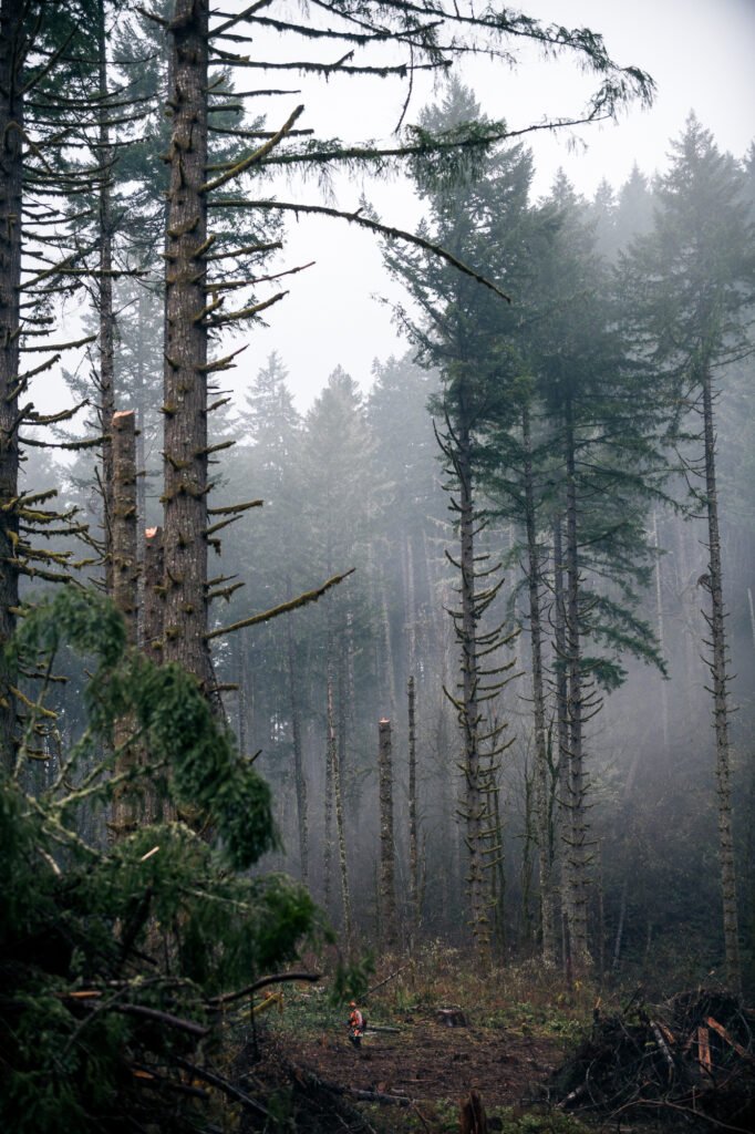 Selective logging in a misty forest with tall conifer trees, trimmed branches, and a worker standing on a cleared path surrounded by cut debris