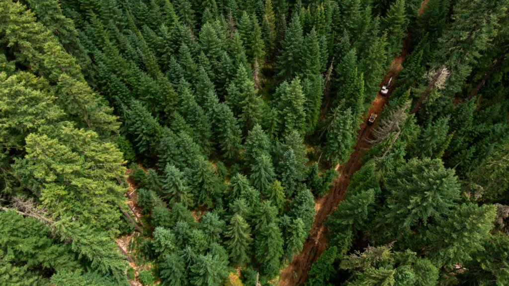 Aerial view of dense evergreen forest in Central Oregon with a dirt access road cutting through the trees and forestry equipment working along the corridor, surrounded by tall conifers.