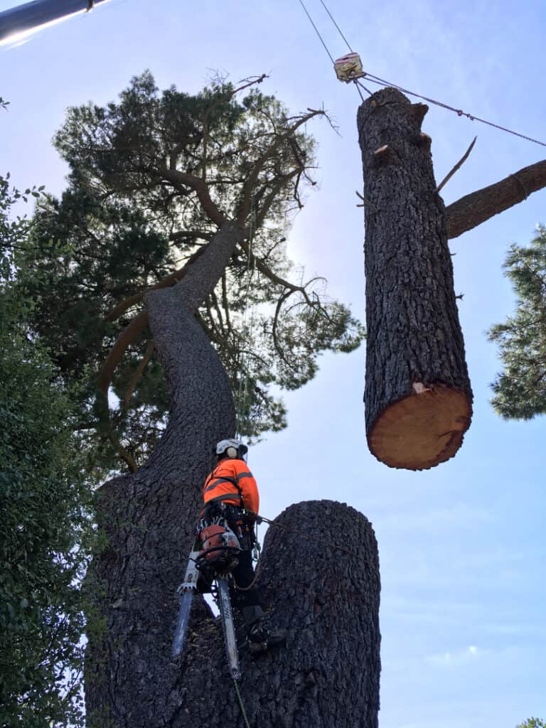 Axe Contracting: Tree management - hazardous tree removal